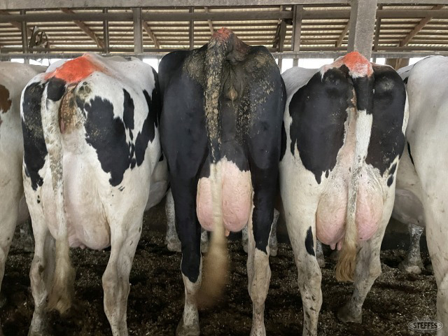 (27 Head) Holstein cows